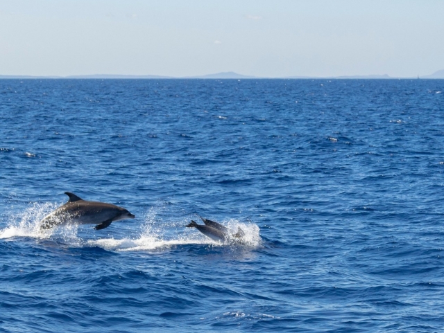  Dolphin -Sichtung aus dem Katamaraner