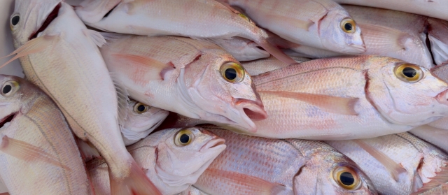 Capturas barco en Denia