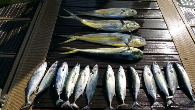  pesca a Huelva 