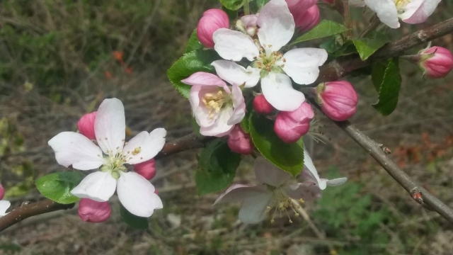  Discovering the flora 