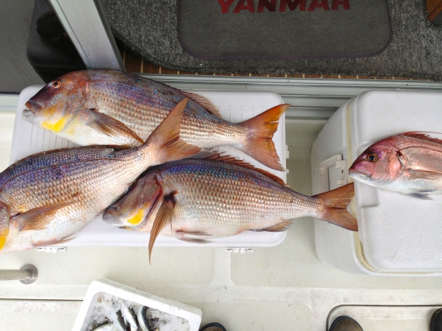 Pesca
