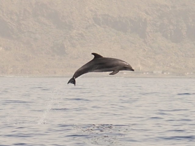  Dolphin Avistation