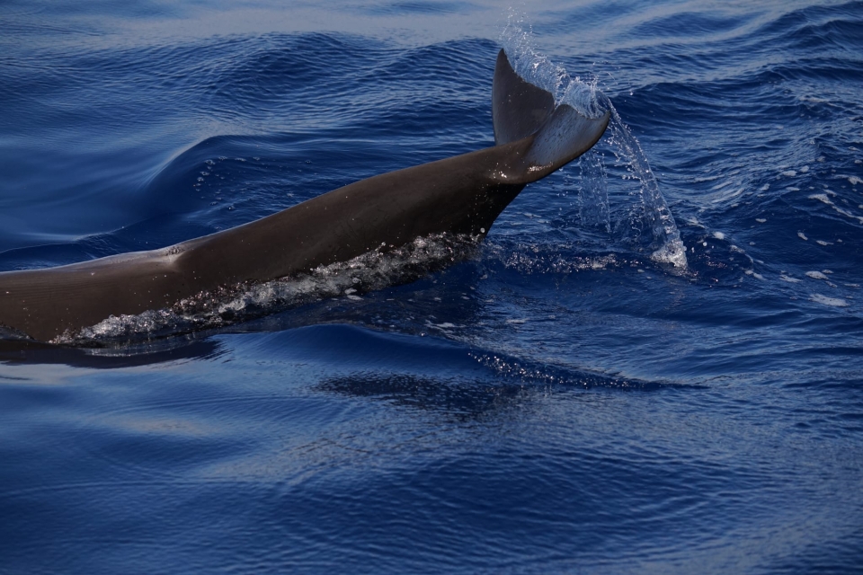 avvistamento di cetacei in Tenerife avvistamento di cetacei in Tenerife