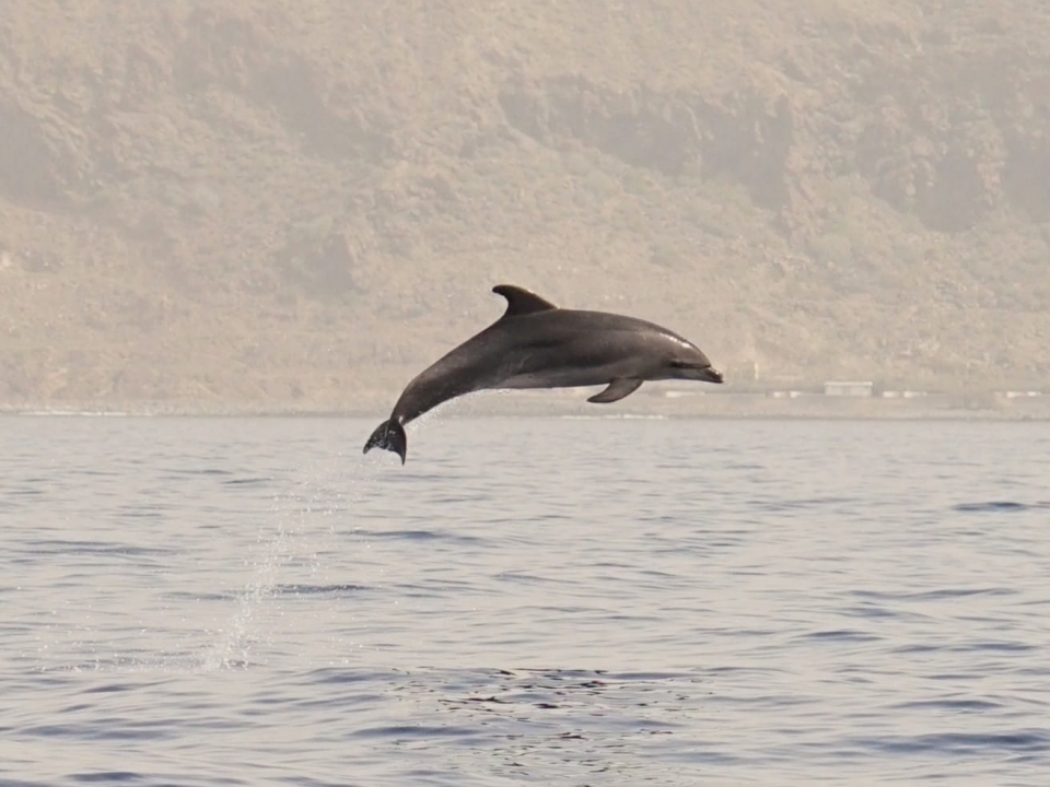 Dolphin Avistation Dolphin Avistation