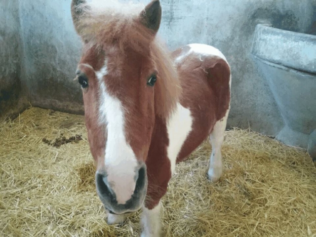  Pony reiten 