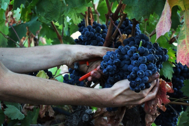 conoce como elaboramos el vino