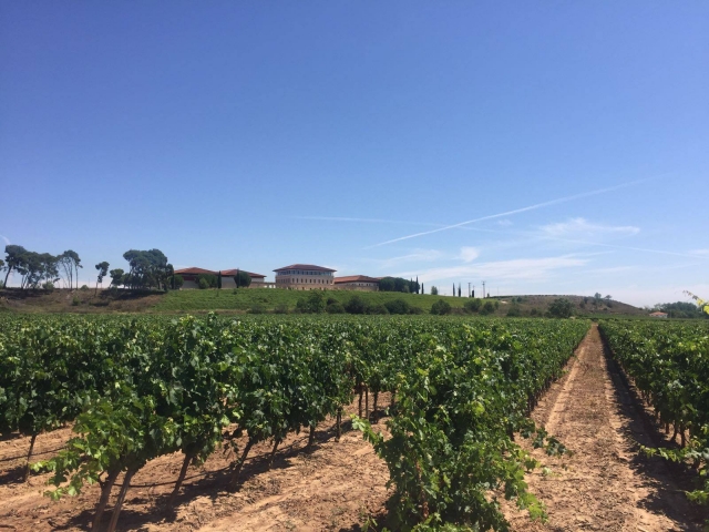 Cultivo de viñedo
