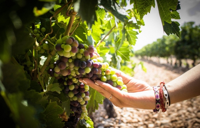 Vive el mundo del vino