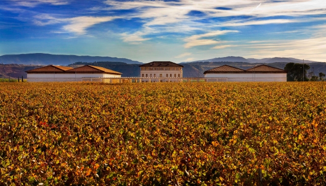Viñedo