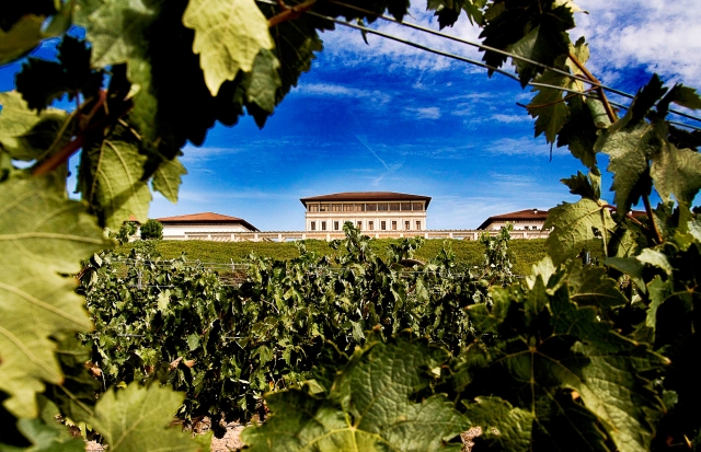 Bodega y viñedo