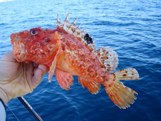  Capture de spécimens de la Méditerranée 