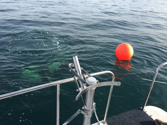  Faune marine sous la surface 