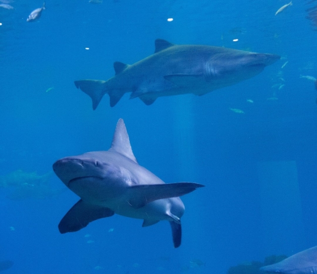 Tiburons in unserer Interaktion in unserer Interaktion Überraschendes Aquarium 