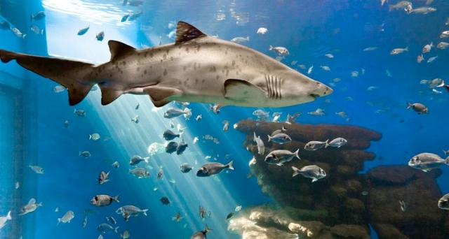  Ships im Aquarium 