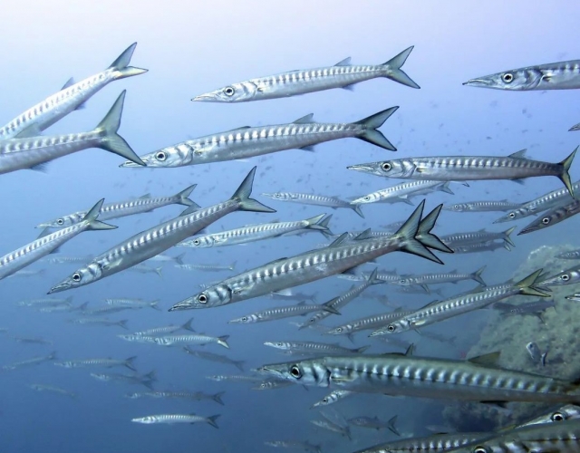  Fauna marinha de Mallorca 