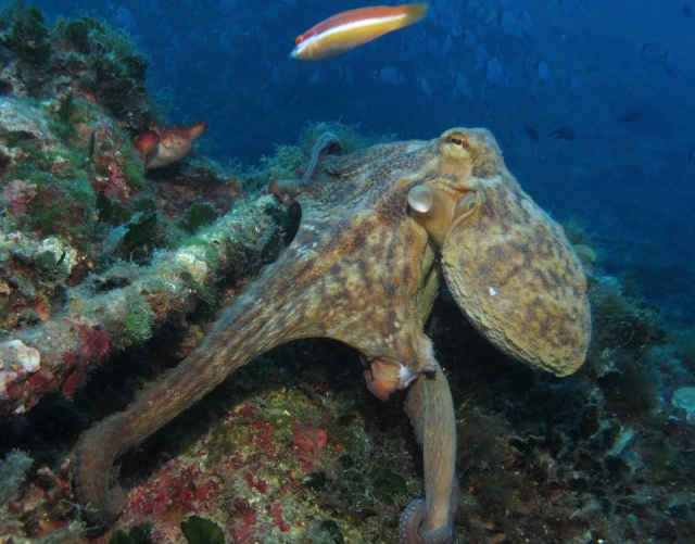 Pulpo en el agua