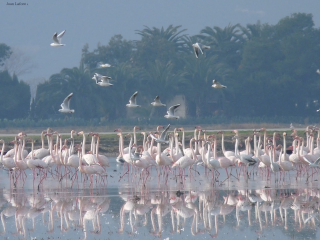  Sighting of flamingos in the Delta del Ebro Natural Park 
