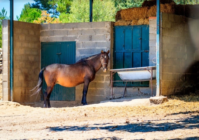  Cheval au camp de Valverde 