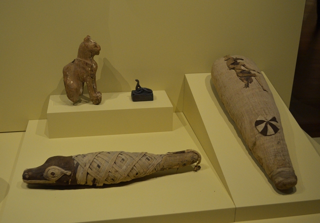  Animal mummies 