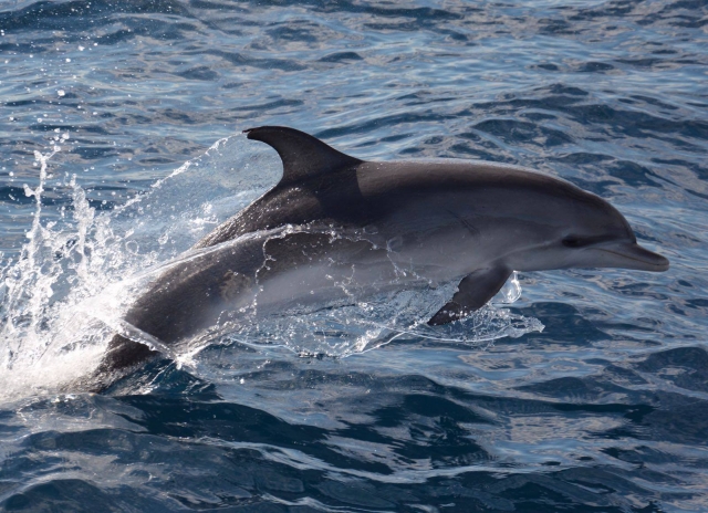  Voir les dauphins 