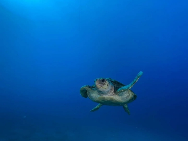  Corso di immersione a Radazul