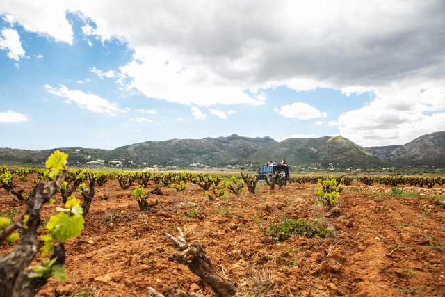 Visita una bodega en Alicante
