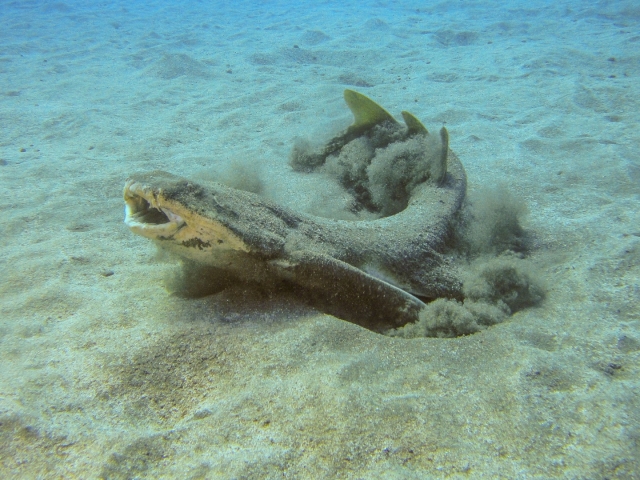 Descubre lo que oculta el mar en Tenerife