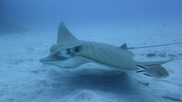 Manta raya en Tenerife