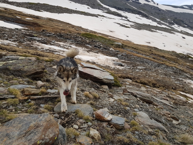 Perro lobo en la ruta