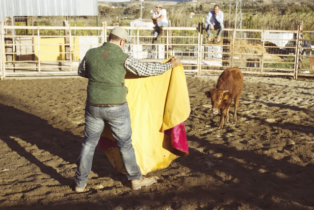  vaca 