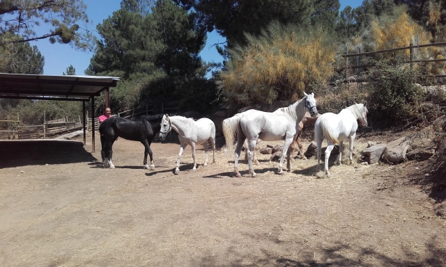 Alguno de los caballos descansando