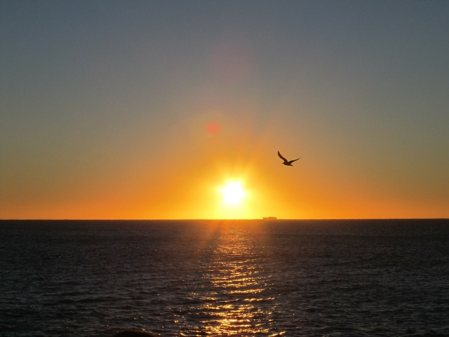  pôr do sol e gaivota 