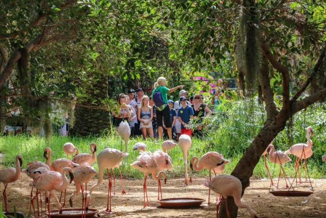 flamingo activity 