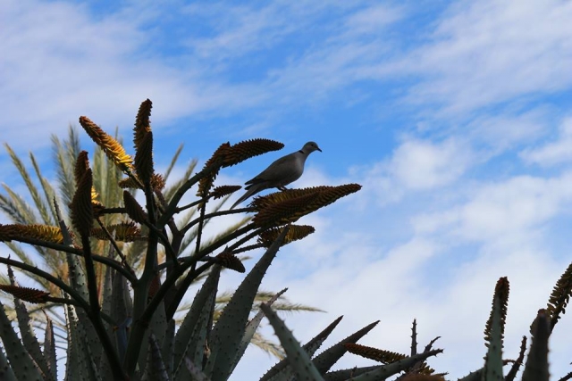  bird on plant 