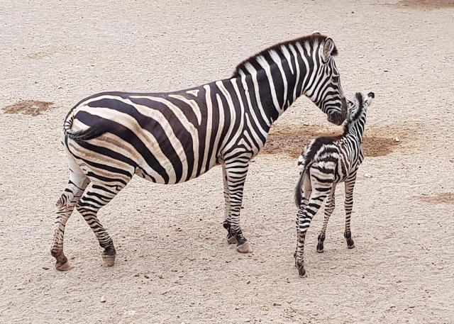  mother and baby zebra 