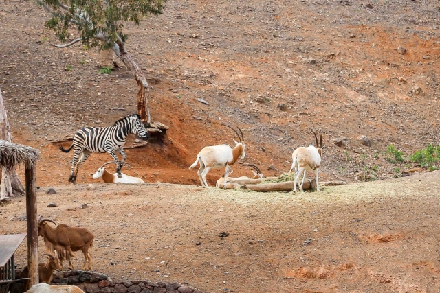  zebras in oasis park Fuerteventura 