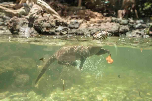nutria nadando