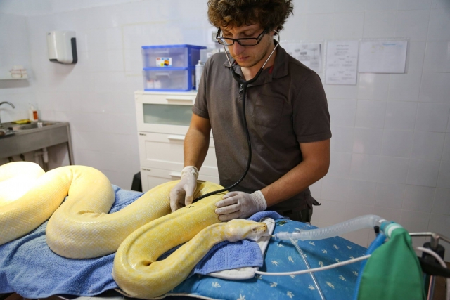 serpienle enferma