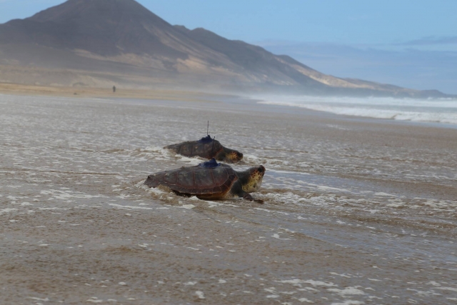 tortugas marinas fuerteventura