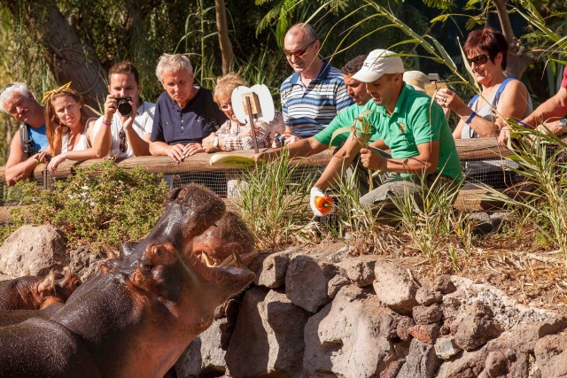  feed hippopotamus 