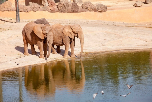  elephants in pond 
