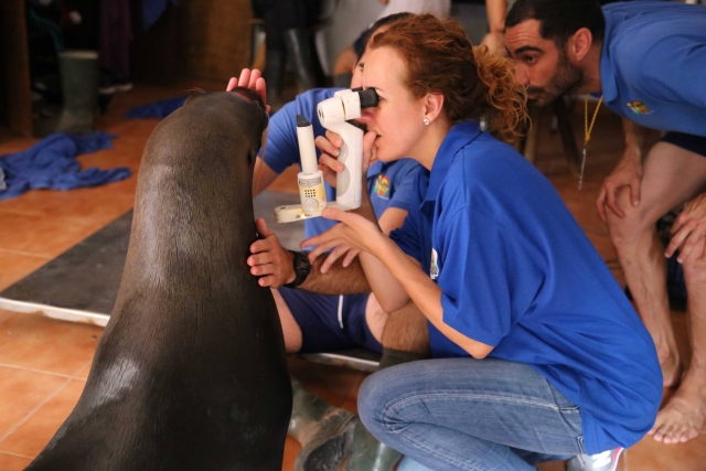  seal at the doctor 
