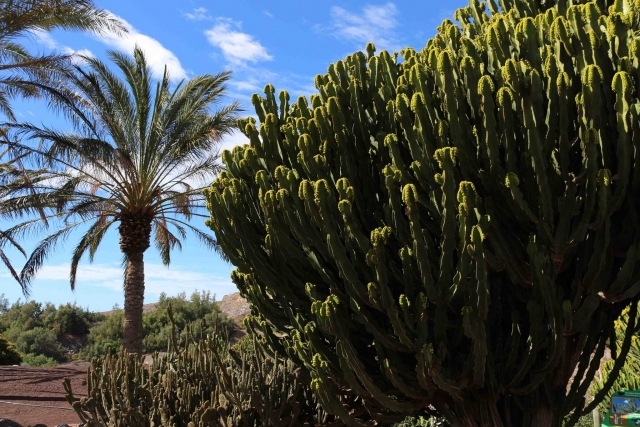 Fuerteventura botanical garden 