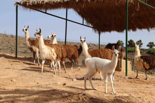  molting llamas 