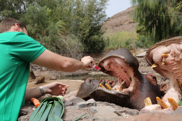  medicating the hippopotamus 