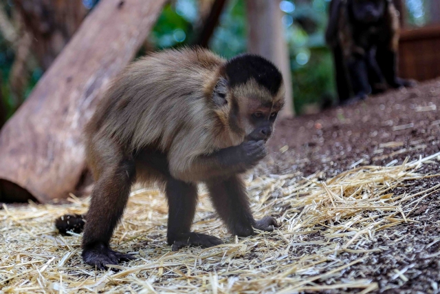  monkey eating 
