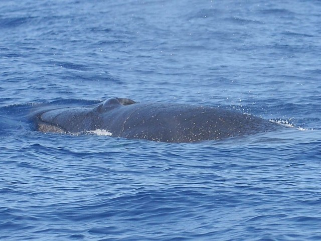 Avistamiento de ballenas