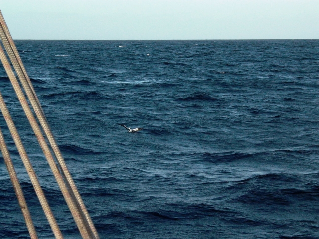 Cetáceos desde el barco