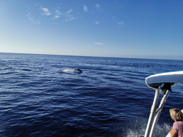  Dolphins in Tazacorte