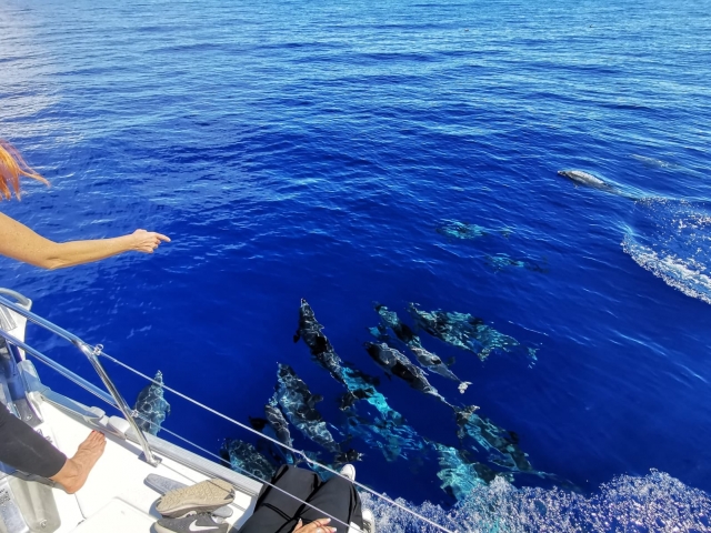  Sailing with dolphins in Tazacorte 